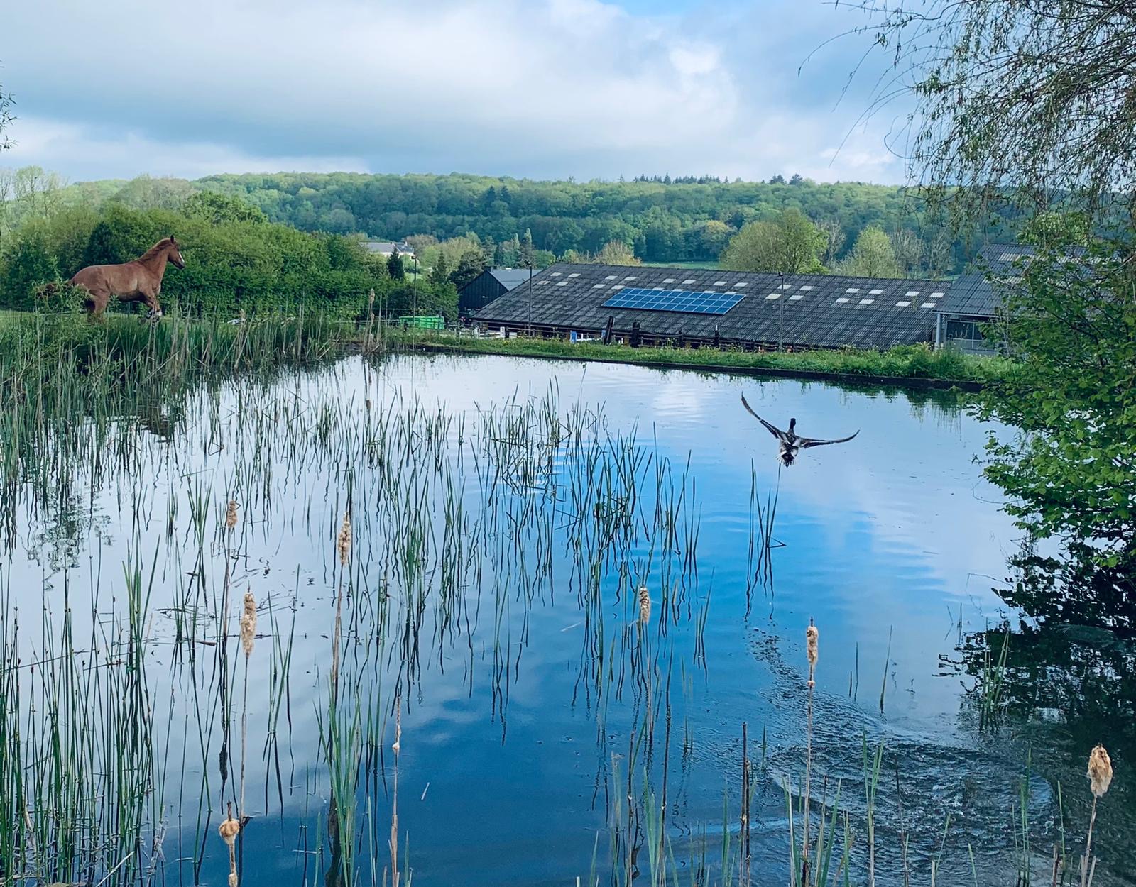 etang_manège