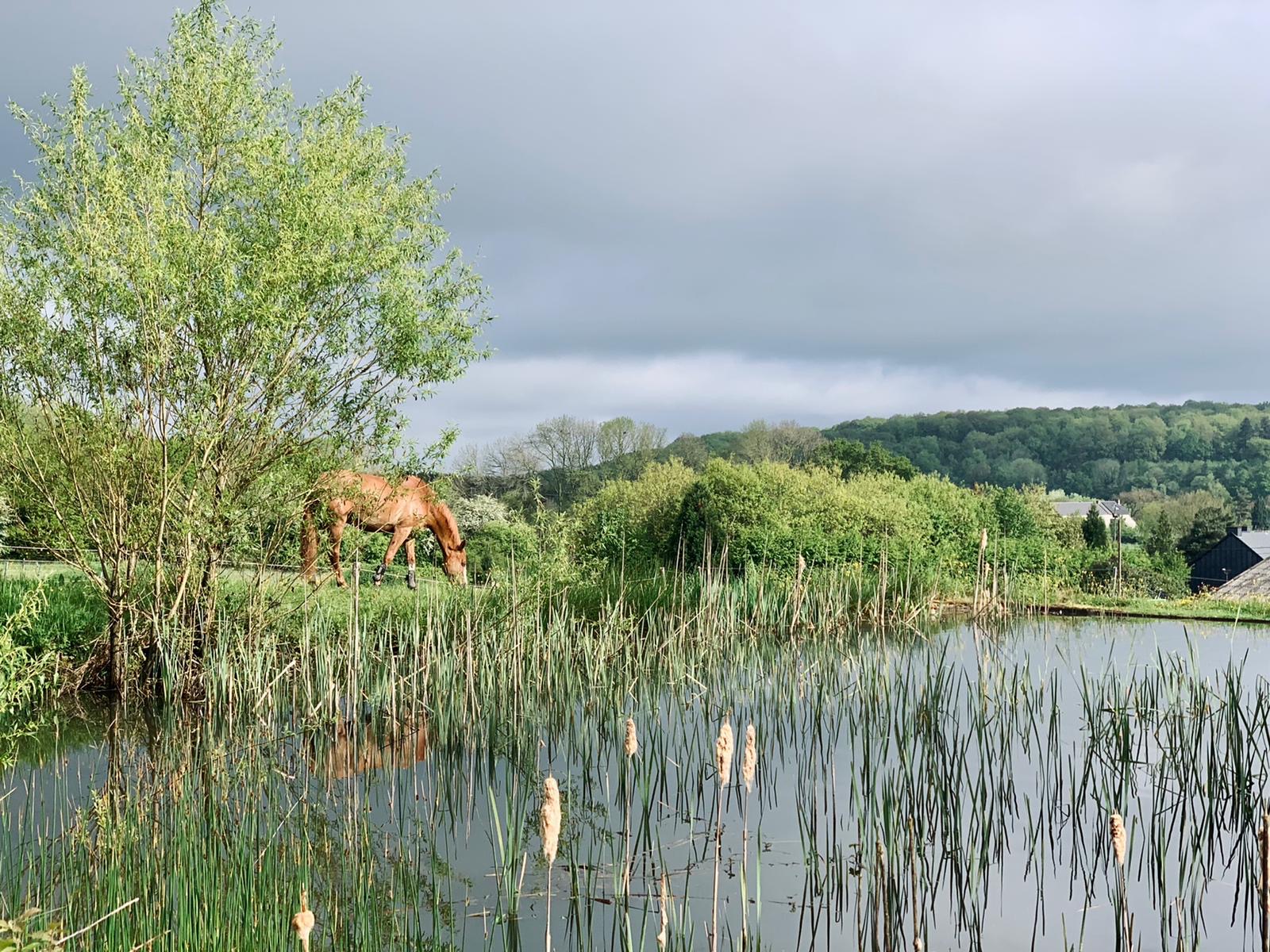 etang_vue_sol